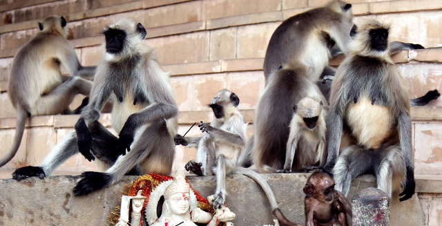 Monos en Rajasthan (India).