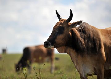 Una vaca vacunada contra la peste bovina en Isinya, Kenia, en 2010.