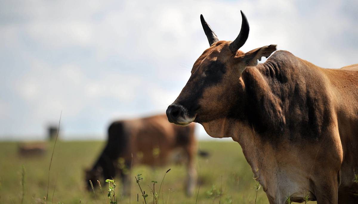 Una vaca vacunada contra la peste bovina en Isinya, Kenia, en 2010.