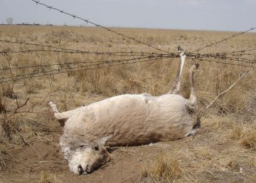 Vallas contra inmigrantes que atrapan a los animales