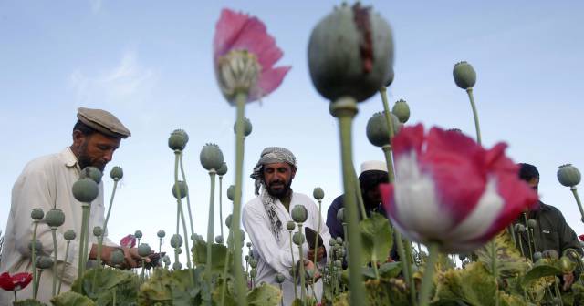 Agricultores dedicados al cultivo de la amapola para la producción de heroína en la provincia de Jalalabad (Afganistán).
