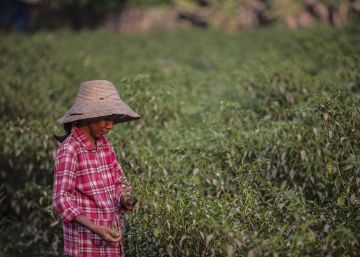 Una mujer recoge chiles en marzo, en una zona de Myanmar asolada por la inseguridad alimentaria. 
