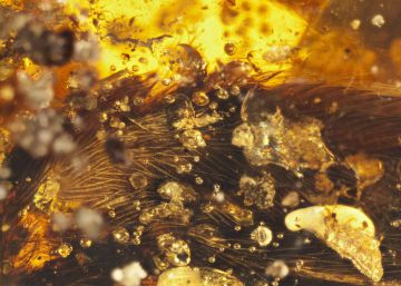 Detalle de un trozo de ala conservado en &aacute;mbar