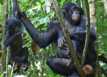 Una hembra de bonobo con los genitales hinchados.