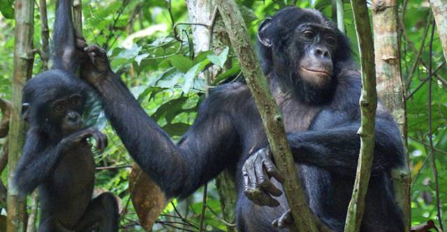 El sexo de los bonobos es una lotería