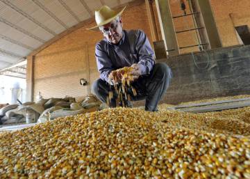 La ciencia confirma que los transgénicos son igual de sanos que el resto de alimentos