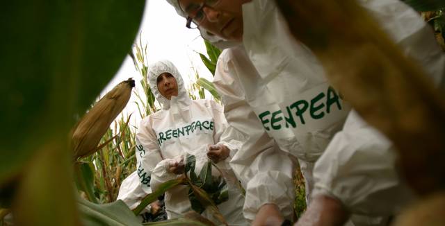 Activistas en una acción contra los transgénicos.