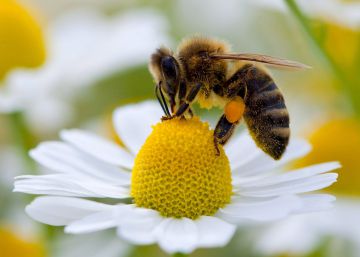 ¿Por qué bailan las abejas?