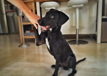 Cómo uno de los 80.000 perros abandonados al año acabó en mi casa