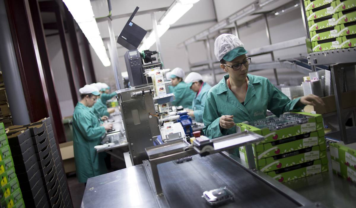 Los últimos frutos rojos de la temporada