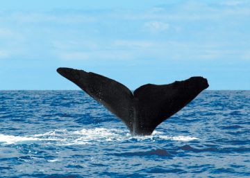 La cabeza de Moby Dick