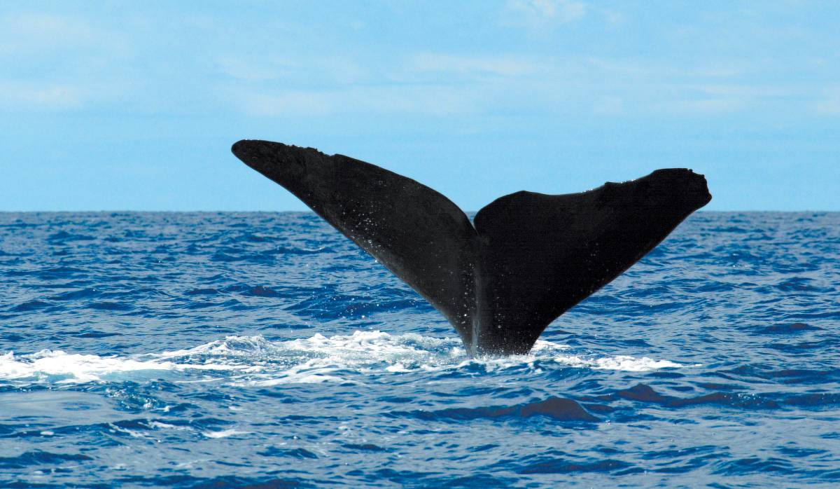 Cola de un cachalote mediterr&aacute;neo.