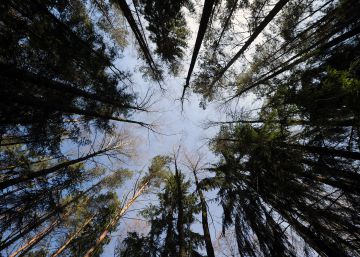 Un bosque cerca de Gatsuk (Bielorrusia).