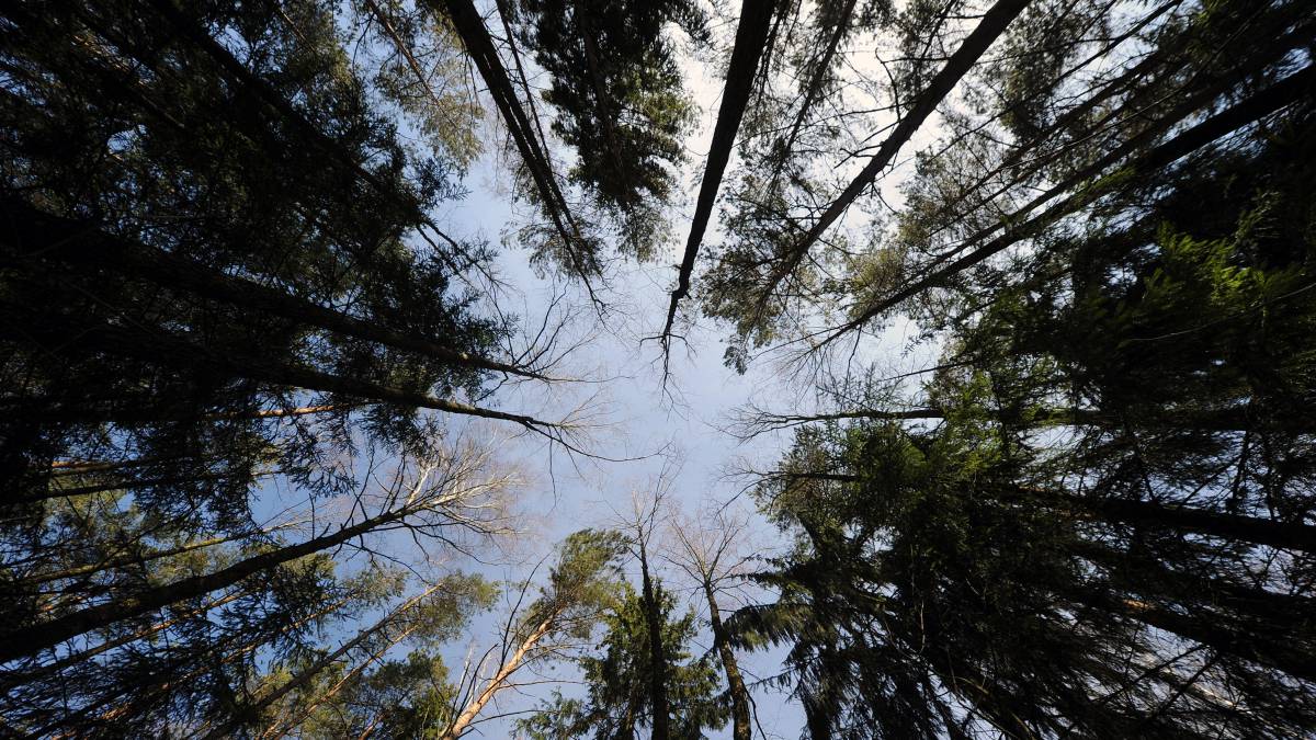 Un bosque cerca de Gatsuk (Bielorrusia).