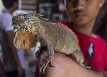 Un vendedor del mercado de Pramuka, en Yakarta, exhibe una iguana de Kalimantán.