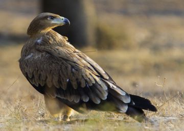 Ejemplar de águila imperial ibérica.