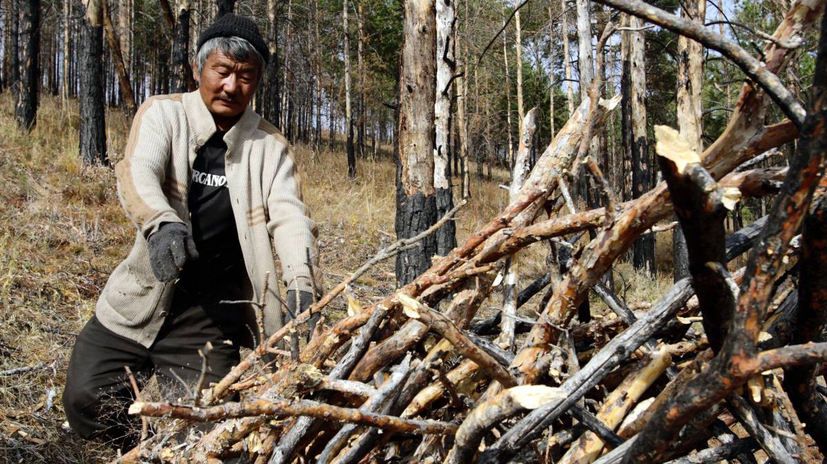 Un voluntario retira ramas para evitar incendios en un bosque de Mongolia.