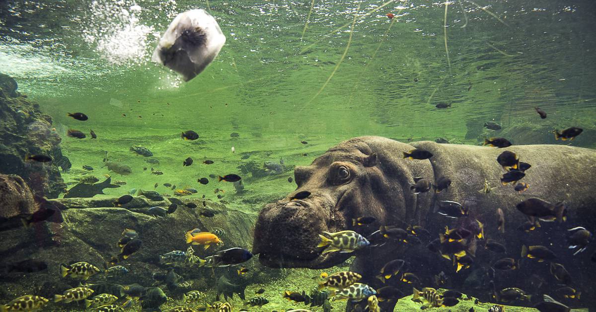 El hipopótamo común recibe un bloque de hielo para refrescarse.