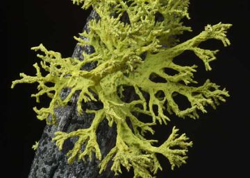 Los líquenes ya no son lo que estudiaste