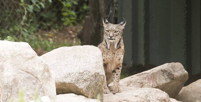 Jazmín explores her new home.