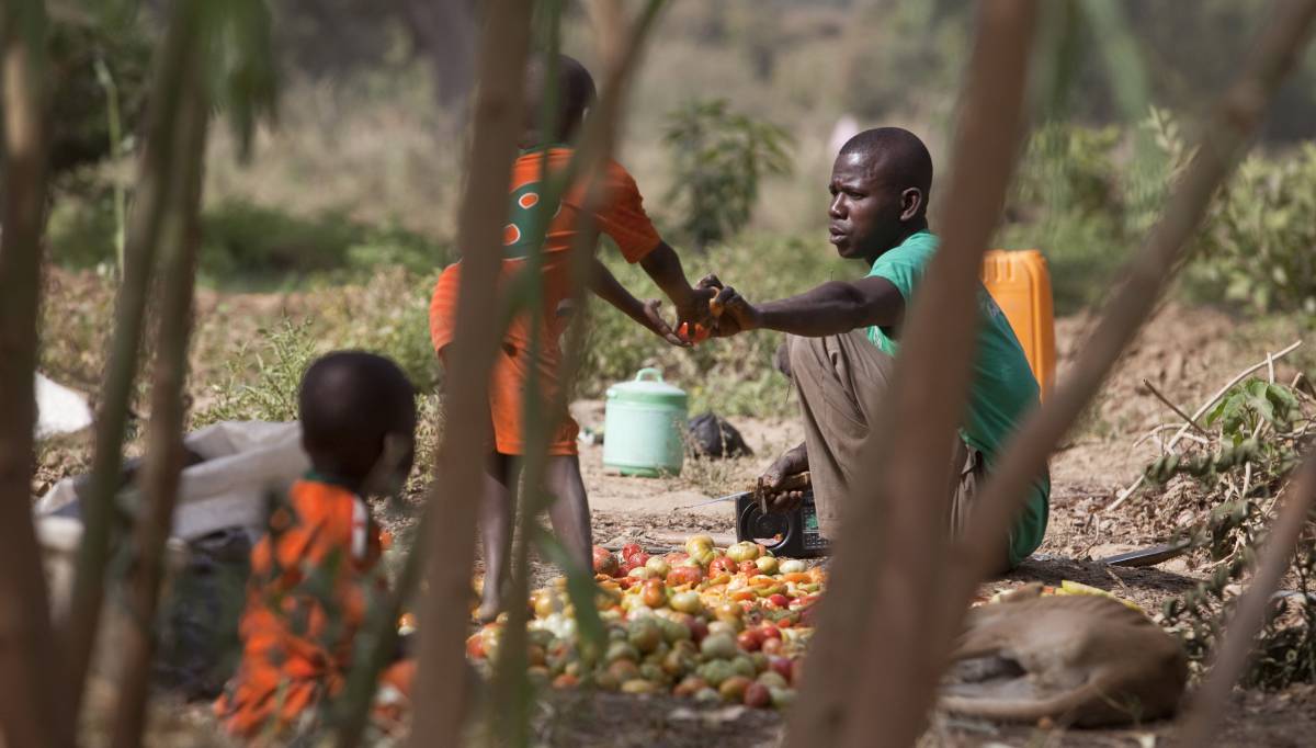 Agricultores en un bosque de Níger.