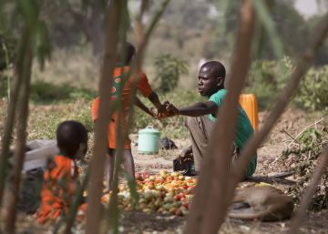 Agricultores recogen tomates de un huerto en medio de un bosque en Gulbi (N&iacute;ger).