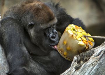 Los animales también toman helados