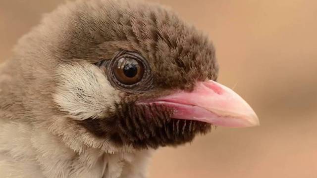 Primer caso de comunicación entre humanos y animales salvajes