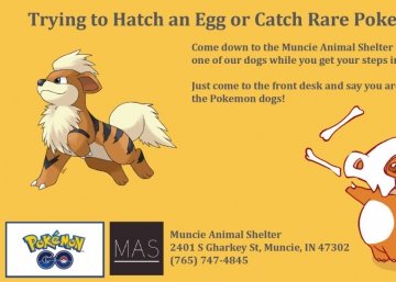 ¡Chispas, te elijo a ti!