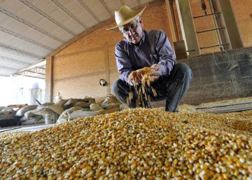 Un agricultor de Paraguay analiza ma&iacute;z transg&eacute;nico