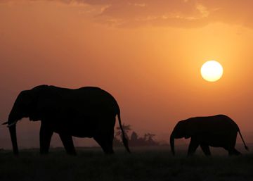 Parque Nacional de Amboseli (Kenia).