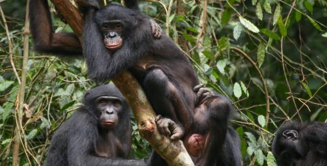 Un grupo de hembras de bonobo en el parque Wamba de la Rep&uacute;blica Democr&aacute;tica del Congo.