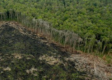 Selva talada ilegalmente fuera de las concesiones de APP, en Riau (Sumatra).