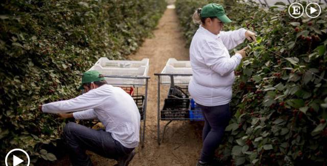 Spain discovers the benefits of berries... to the economy