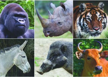 La Tierra podr&iacute;a quedarse sin sus grandes mam&iacute;feros. 