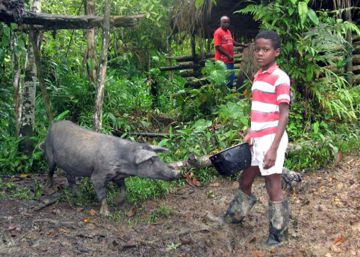 Cerdo criollo del Pac&iacute;fico colombiano, al borde de la extinci&oacute;n.