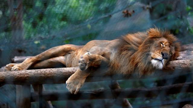 Un león duerme en su jaula del Zoo Caricuao, en Caracas.