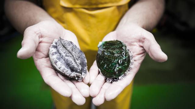 Una muestra de dos abalones adultos de la piscifactoría gallega GMA.