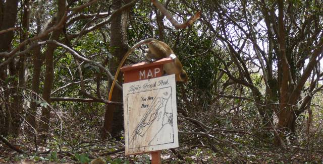 Los monos verdes son la principal atracci&oacute;n del parque de Bijilo.