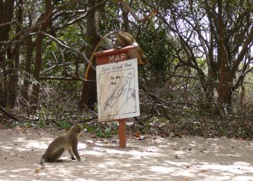 Cuando los humanos contagian a los animales