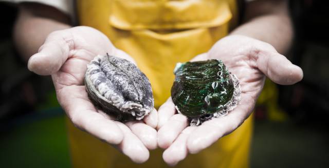 Abalones criados en Muros.