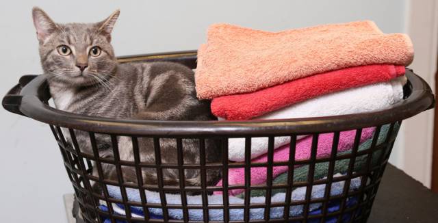 El gato británico que sobrevivió a una lavadora en marcha a 60 grados