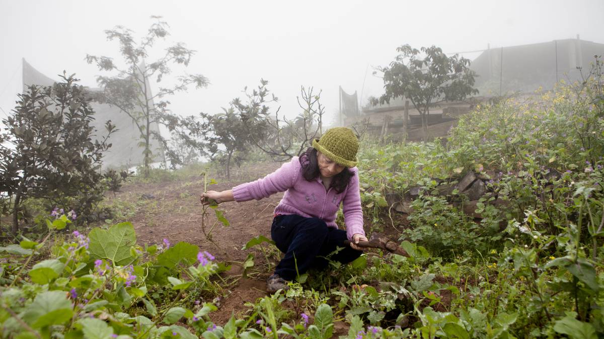 Maura tiene una red atrapanieblas.