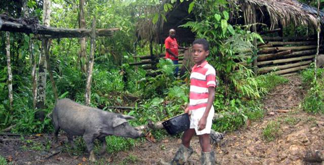 Cerdo criollo del Pacífico colombiano, al borde de la extinción.