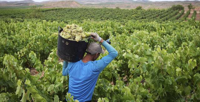 The Spanish day laborers and university graduates heading to France to pick grapes