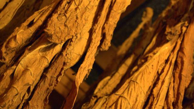 Los niños se enfrentan a problemas respiratorios a causa de polvo de tabaco.