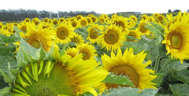 Las flores maduras de girasol se mantienen fijas mirando al este.