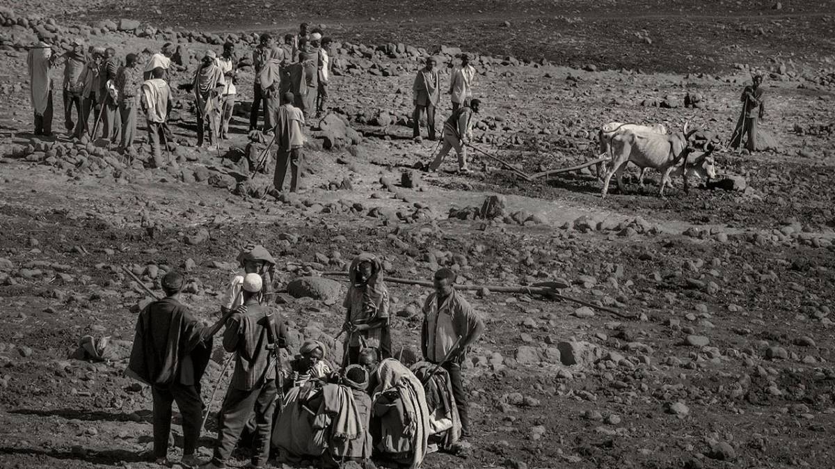 Los agricultores han perdido hasta un 90% de las cosechas debido a la sequía.