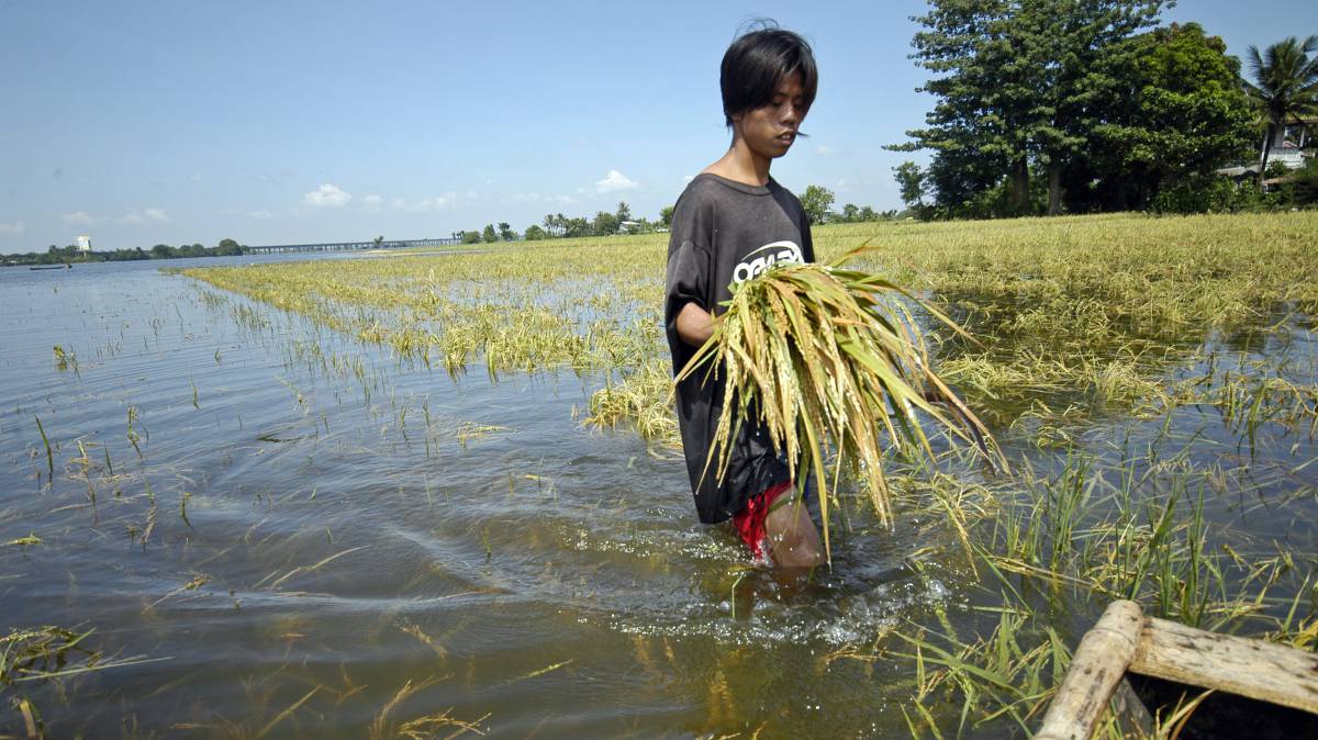 Plantación de arroz inundada.