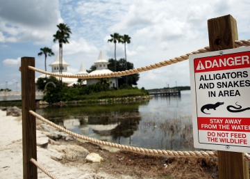 El puma del cartel de Hollywood